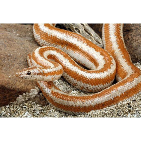 Rosy Boa 09.jpg